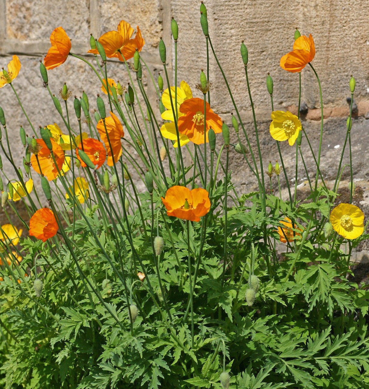 Welsh poppy 150+ seeds, orange and yellow mixed, hardy, meconopsis cambrica