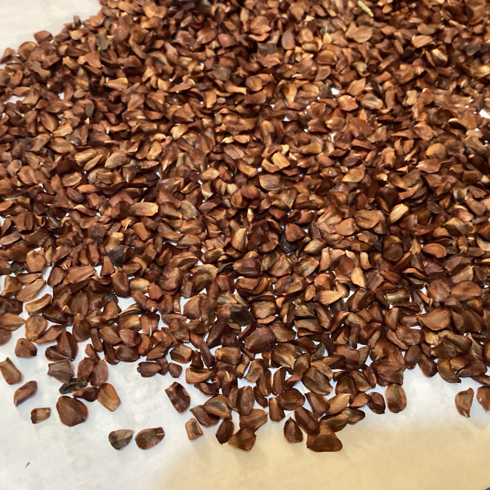 Italian Cypress Tree Seeds ((Cupressus Sempervirens Stricta))