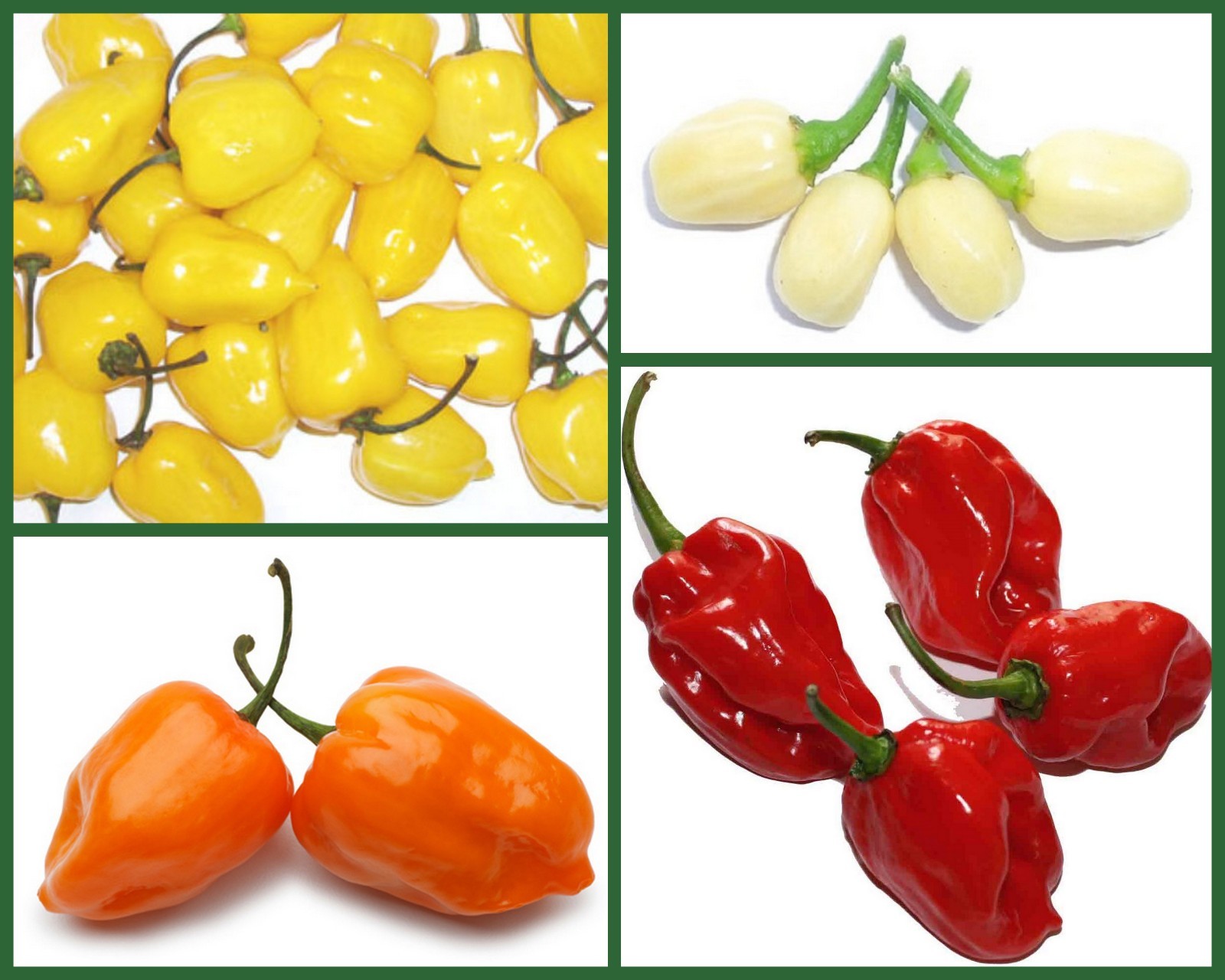 Habanero Pepper Seeds “Hot For Habaneros” Heirloom Hot Pepper Seeds 4 Pk Special