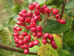 wayfaring tree seeds