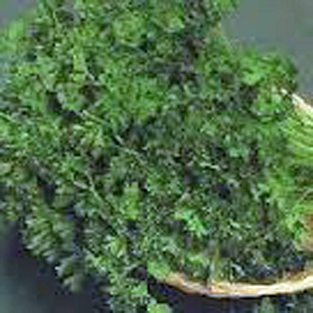 PARSLEY SEED,DARK GREEN ITALIAN GREEN , HEIRLOOM, NON GMO, 1000 SEEDS,