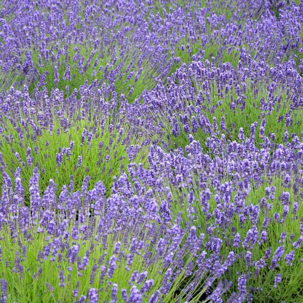 200 Seeds Lavender Spanish Eyes Drought Tolerant Herb Plant Seeds For