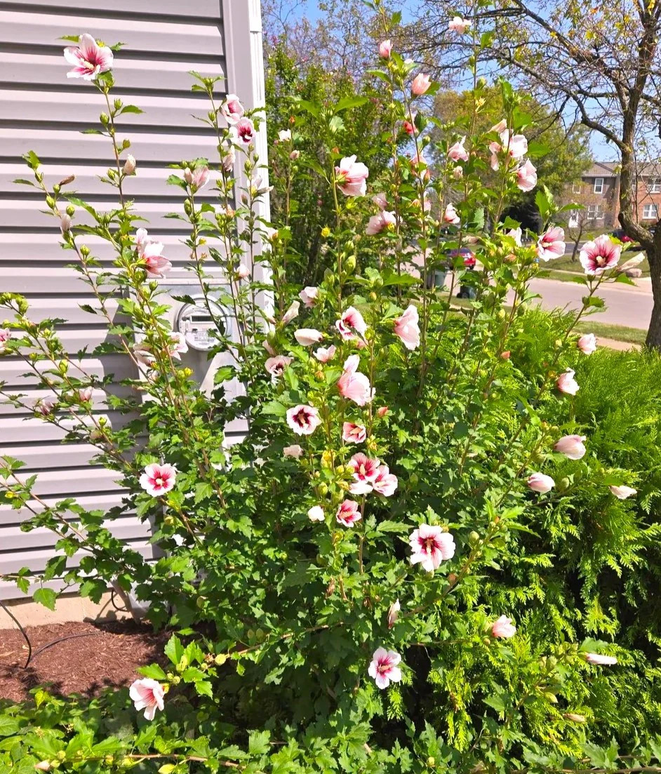 Rose of Sharon Seeds – For 2026 Planting Hibiscus Syriacus Perennial Shrub