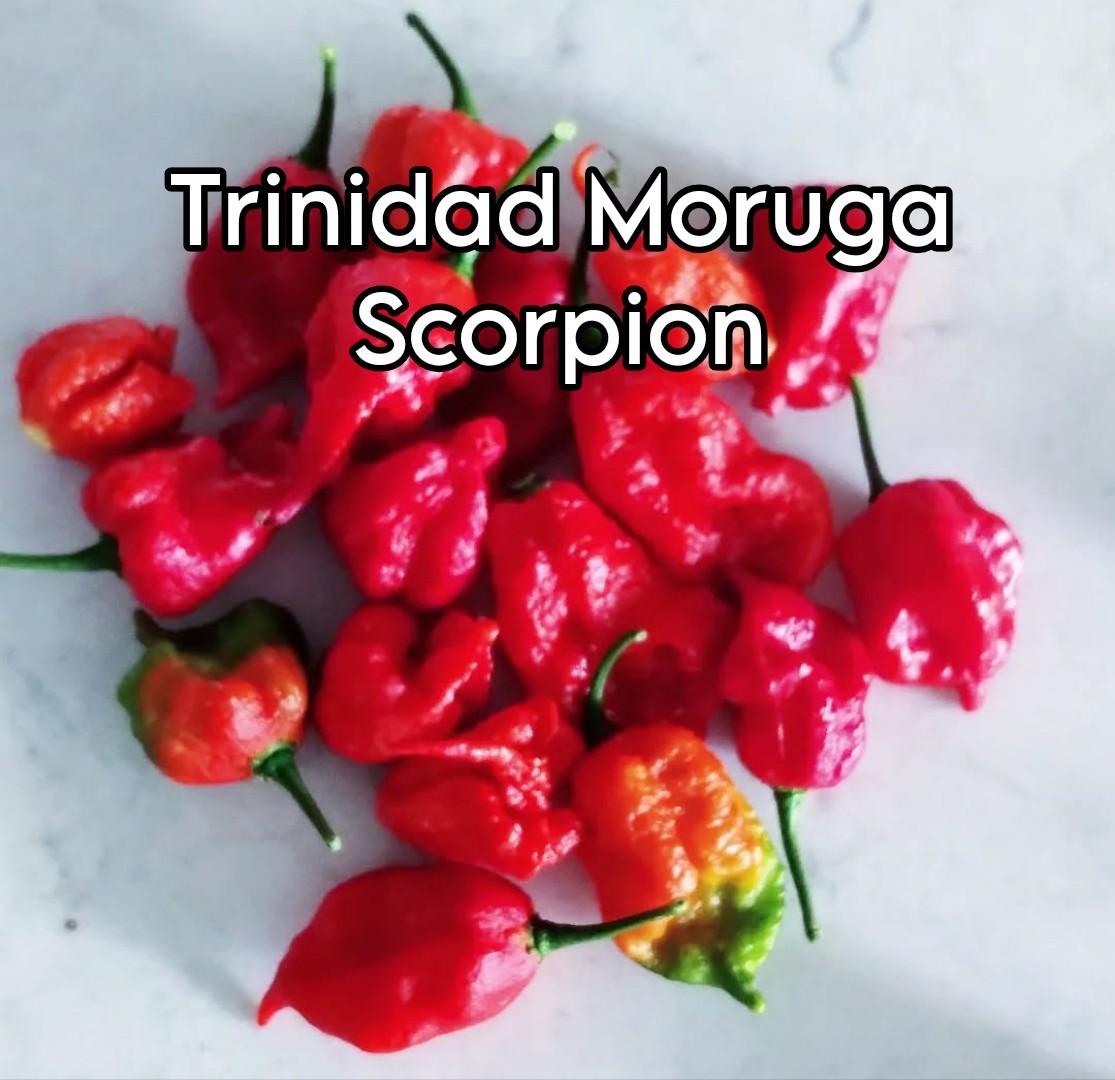 Trinidad Moruga Scorpion (20 Seeds) Unbelievably Hot! These Genetics Are No Joke