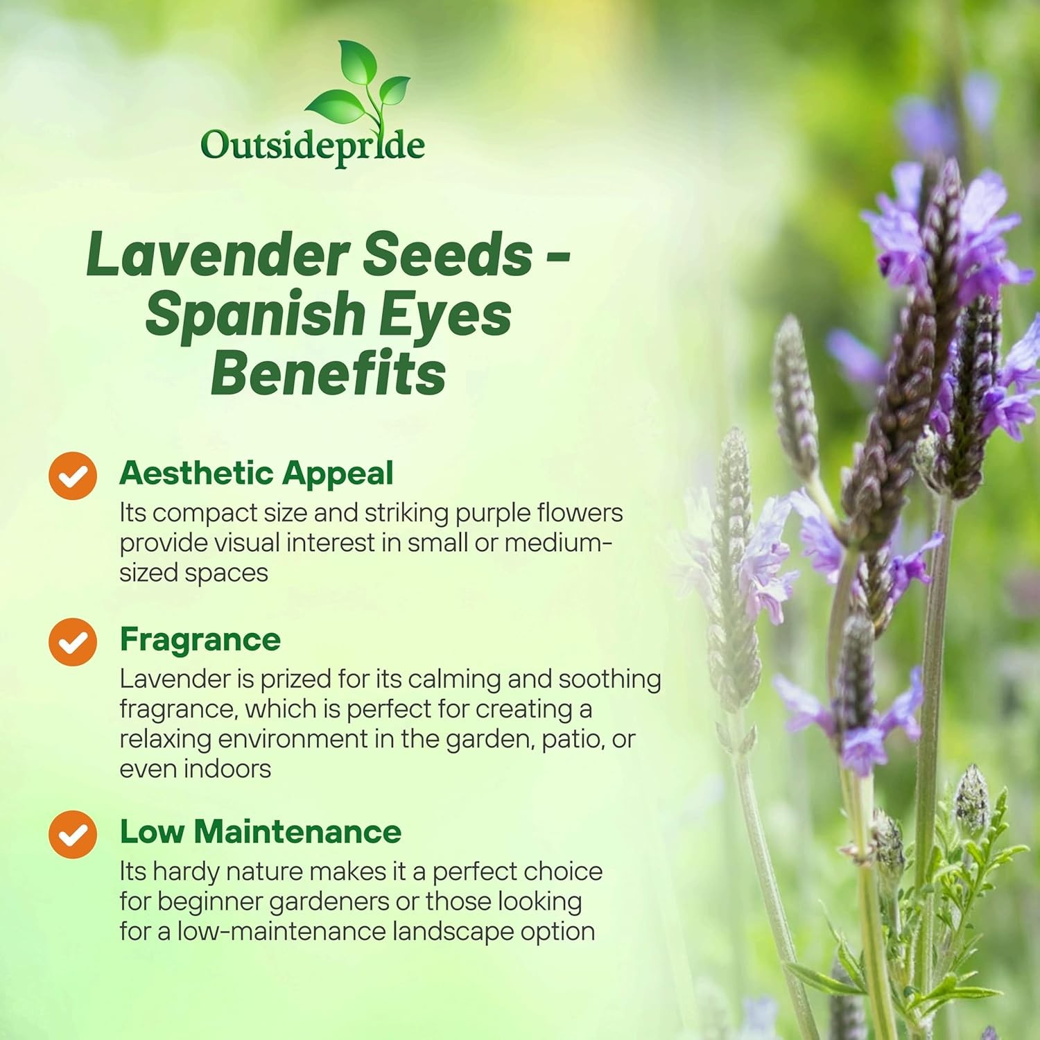 200 Seeds Lavender Spanish Eyes Drought Tolerant Herb Plant Seeds For