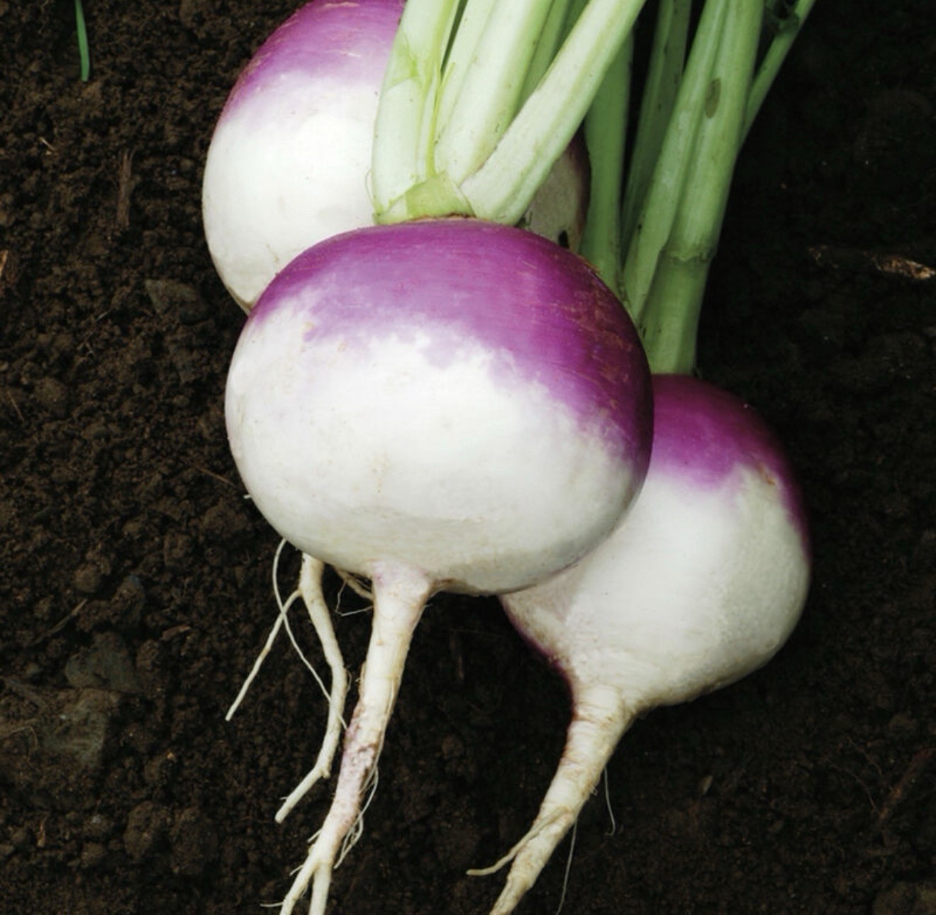 Purple Top White Globe Turnip Seeds, 1/4 LB, NON-GMO 2026