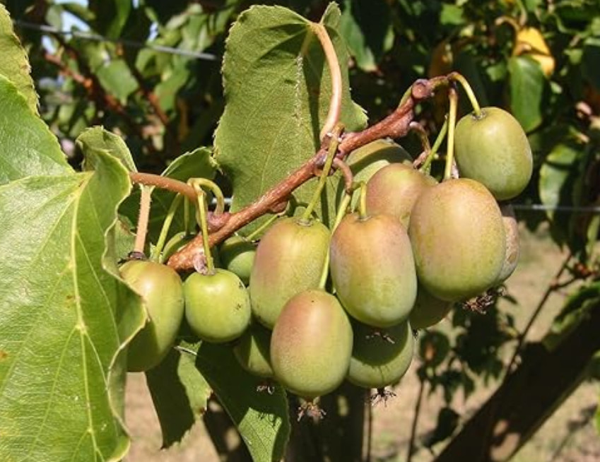 Set 2 Prolific Kiwi Live Plant – 4-6″ Tall – Edible Hardy Kiwi Vine for Garden