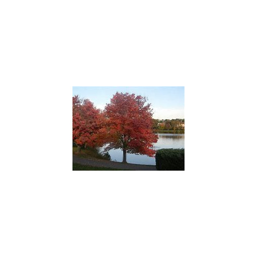 Maple Amur (Acer Ginnala Flame) Garden Tree by Seed Kingdom Bulk 1/4 Lb Seeds