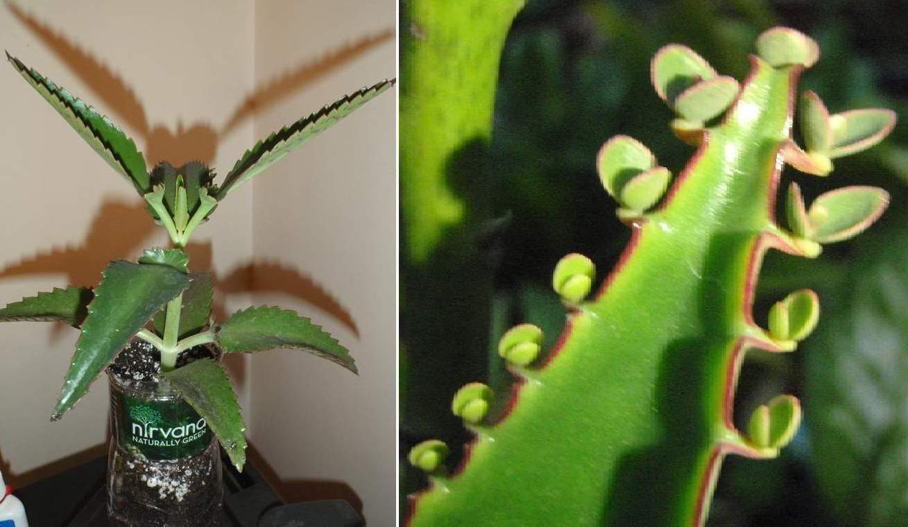 Kalanchoe daigremontiana (Mexican Hat Plant) One 6” starter plant, bare root