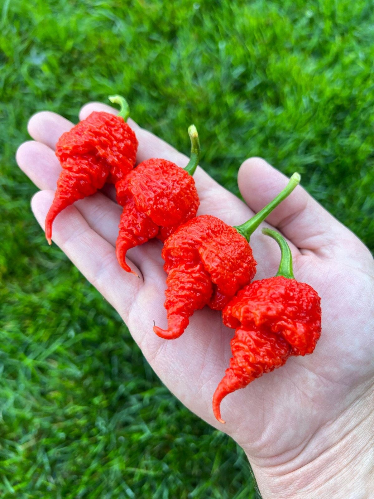 RB003 Pepper Seeds Packet Organic Vegetable Seeds Super Hottest Pepper