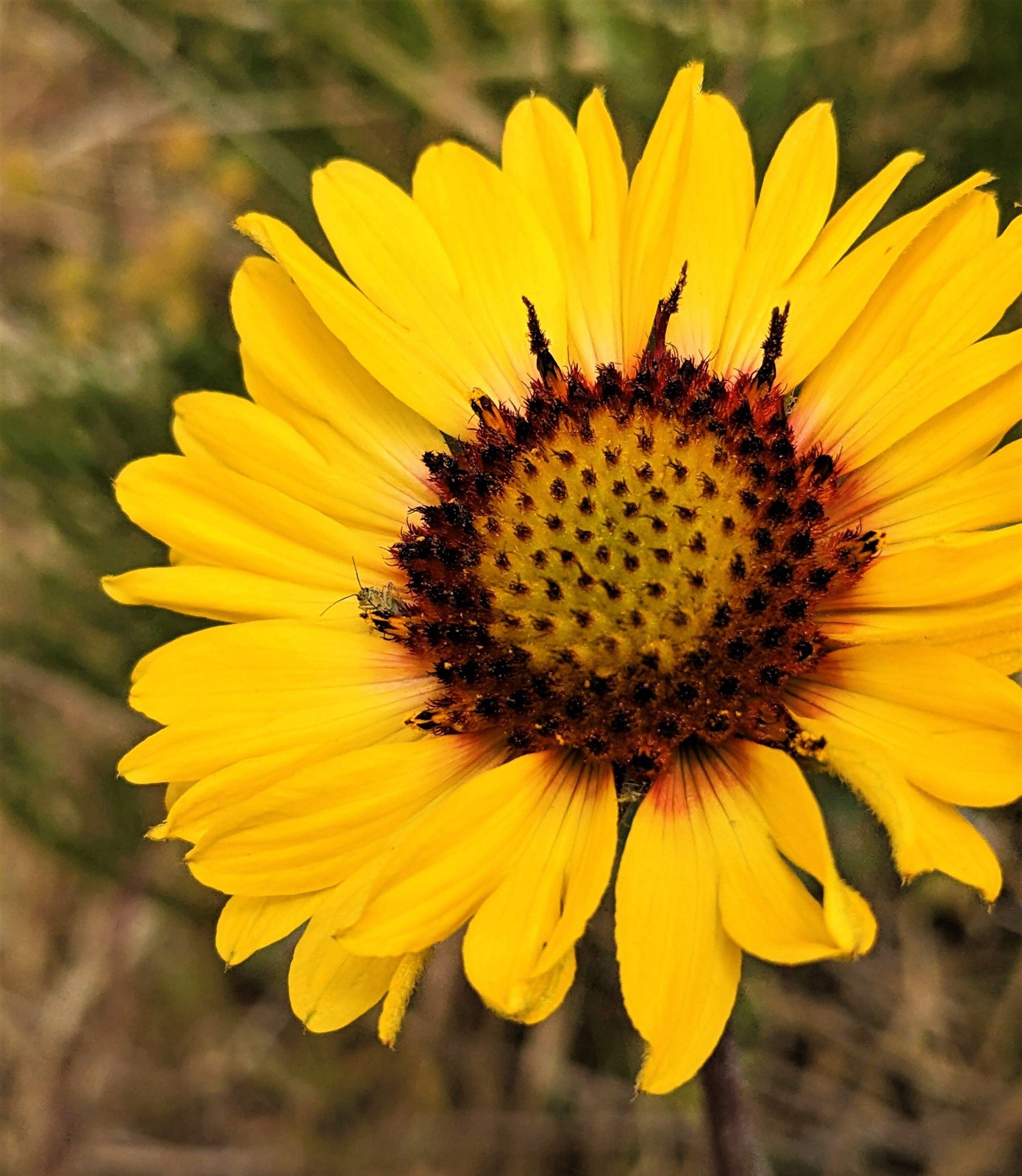 100 YELLOW GAILLARDIA Aristata (Blanket Flower / Indian Blanket) Flower Seeds