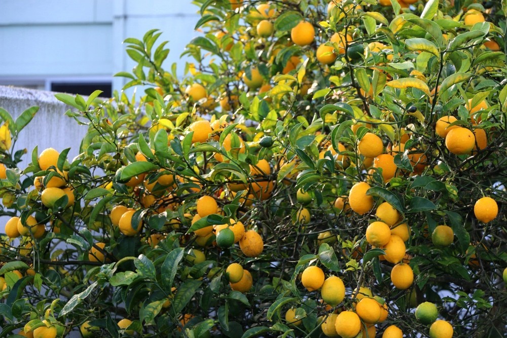 10 Organic Meyer Lemon Tree Seeds, Citrus Edible Back Yard Garden Fruit 2026