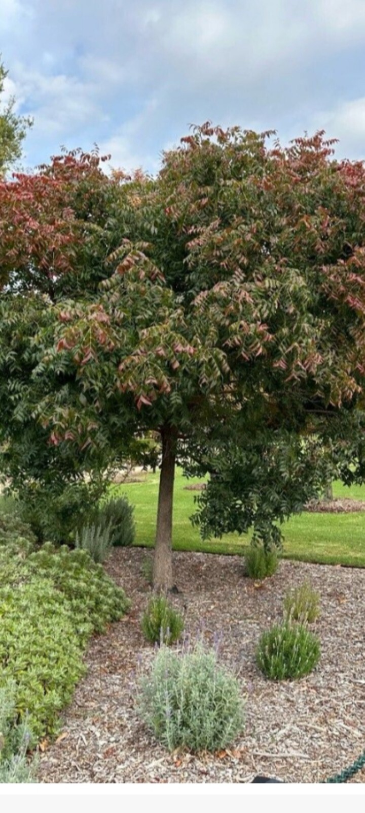 20 Chinese Pistachio Pistache, Pistacia chinensis Tree Seeds Hardy Bonsai Plant
