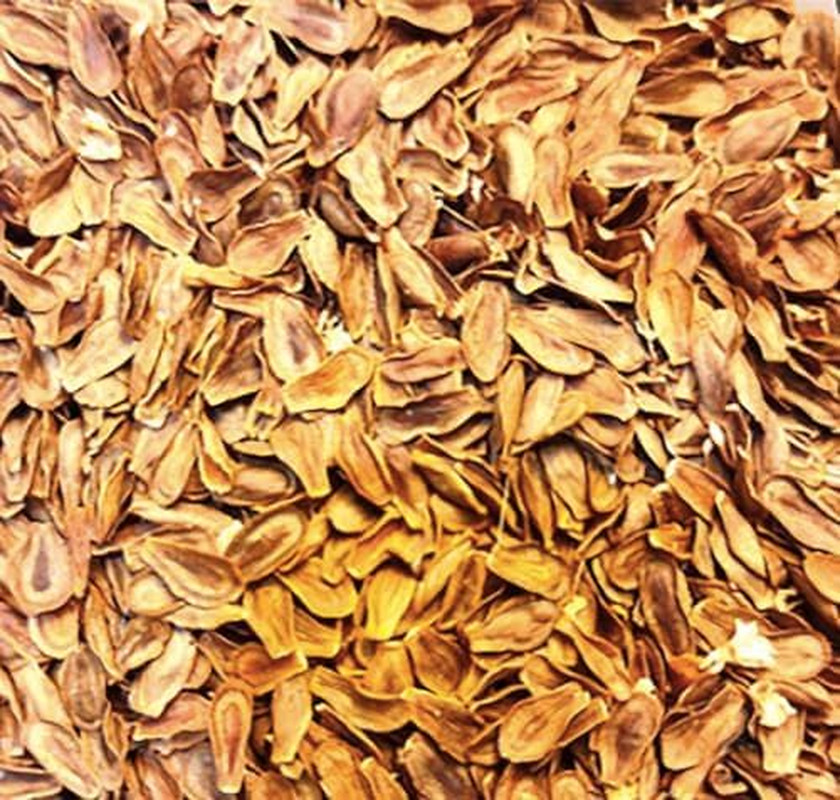 Pink Swamp Milkweed Seeds to Help Save The Monarch Butterflies – Incarnata Milkw