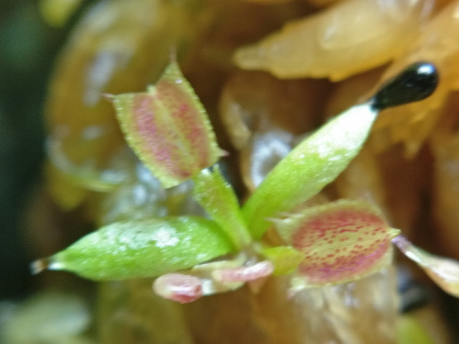 40 freshly harvested (2023 July) Venus Flytrap seeds