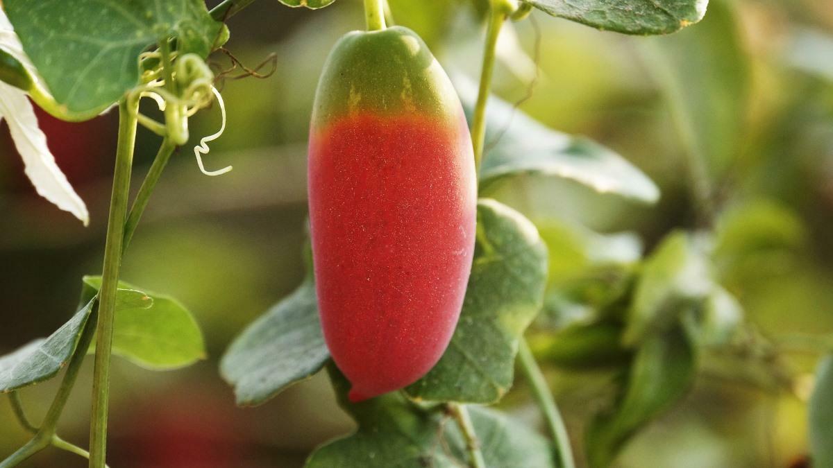 Coccinia Grandis 20 Seeds, Ivy Scarlet Edible Gourd, Tindora, Kowai Fruit Vine