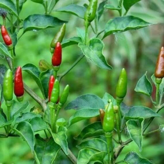 10 bags Asian Pepper Hot Mix (HOT) Vegetable Seeds NON-GMO Mixed 16 Types 100ct