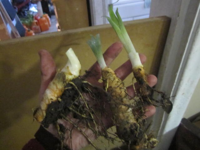 Purple bearded iris – 3 rhizomes / bulbs