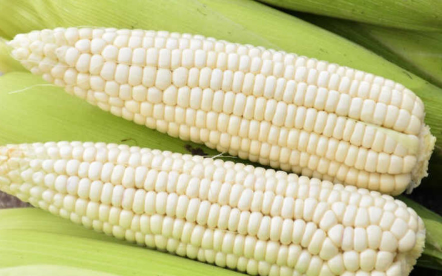 20 sticky Corn seeds/ Bap Nep Seeds/ Asian Corn Seeds/ 99% germination rate