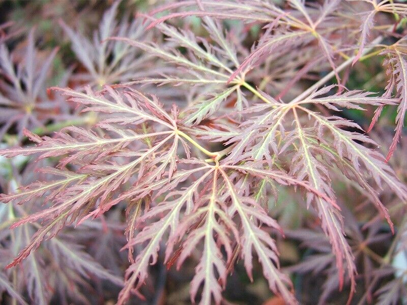 15 ORNATUM JAPANESE MAPLE SEEDS – Acer palmatum ‘Dissectum Ornatum’
