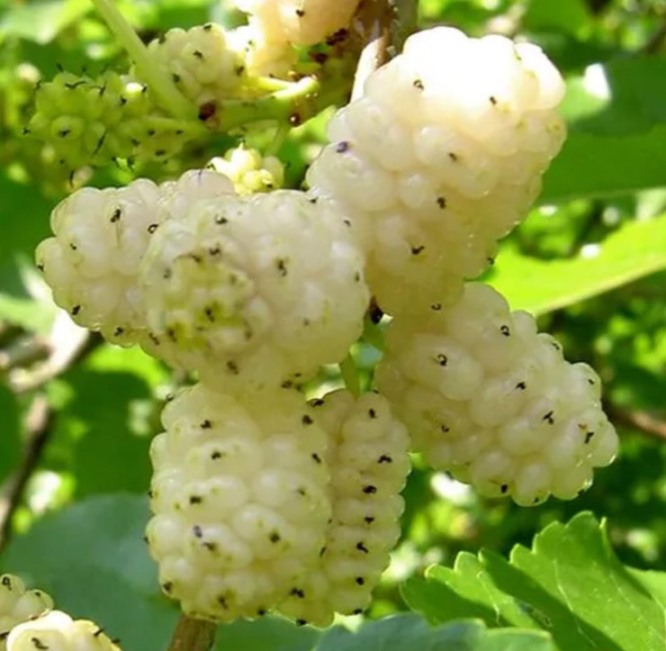 White Mulberry Seeds – Morus alba – 25/100/400 Non-GMO Seeds – Sweet Edible Frui