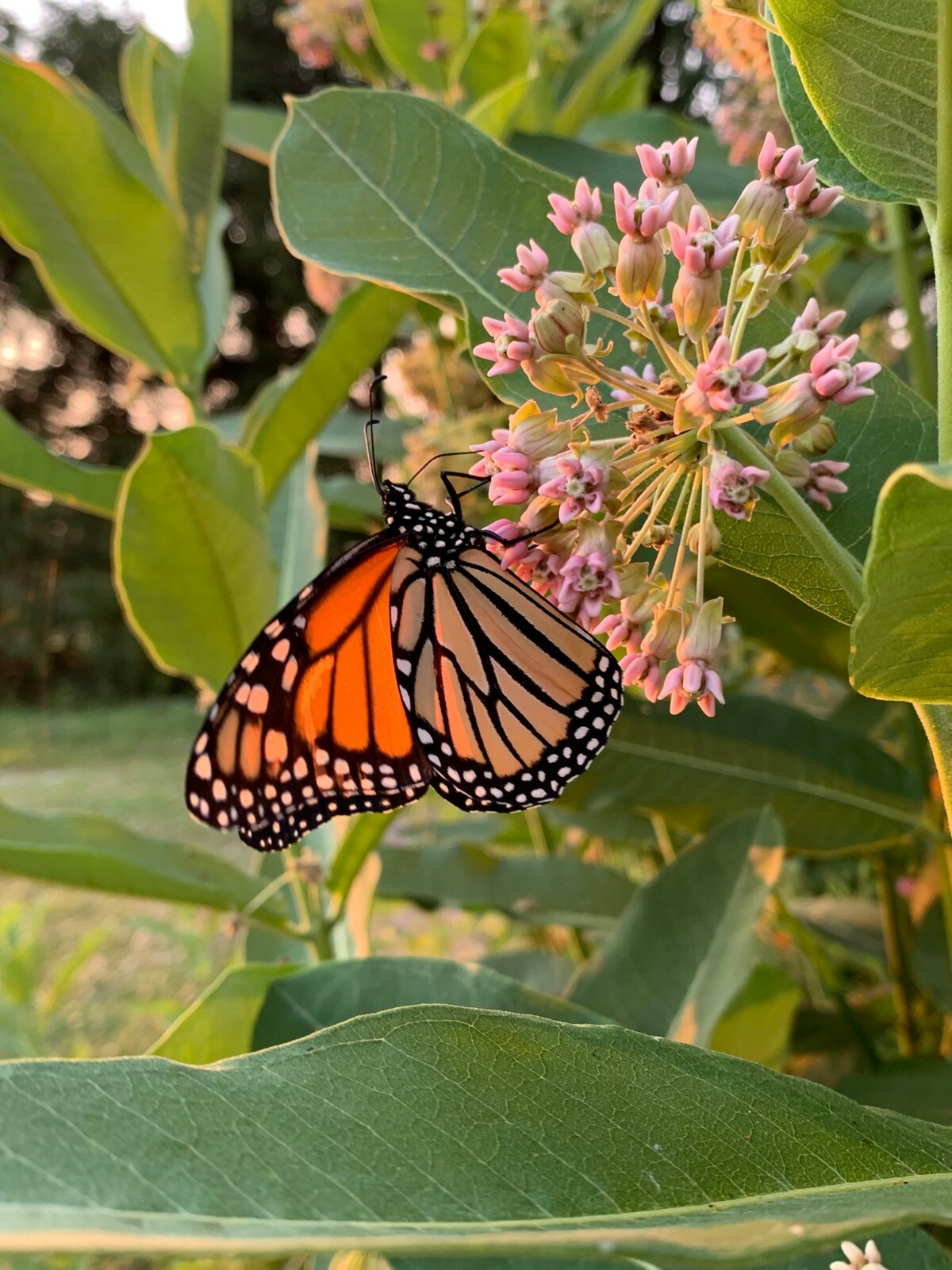 Common Milkweed, Monarch Butterfly Host, Free Shipping, ~100+ seeds