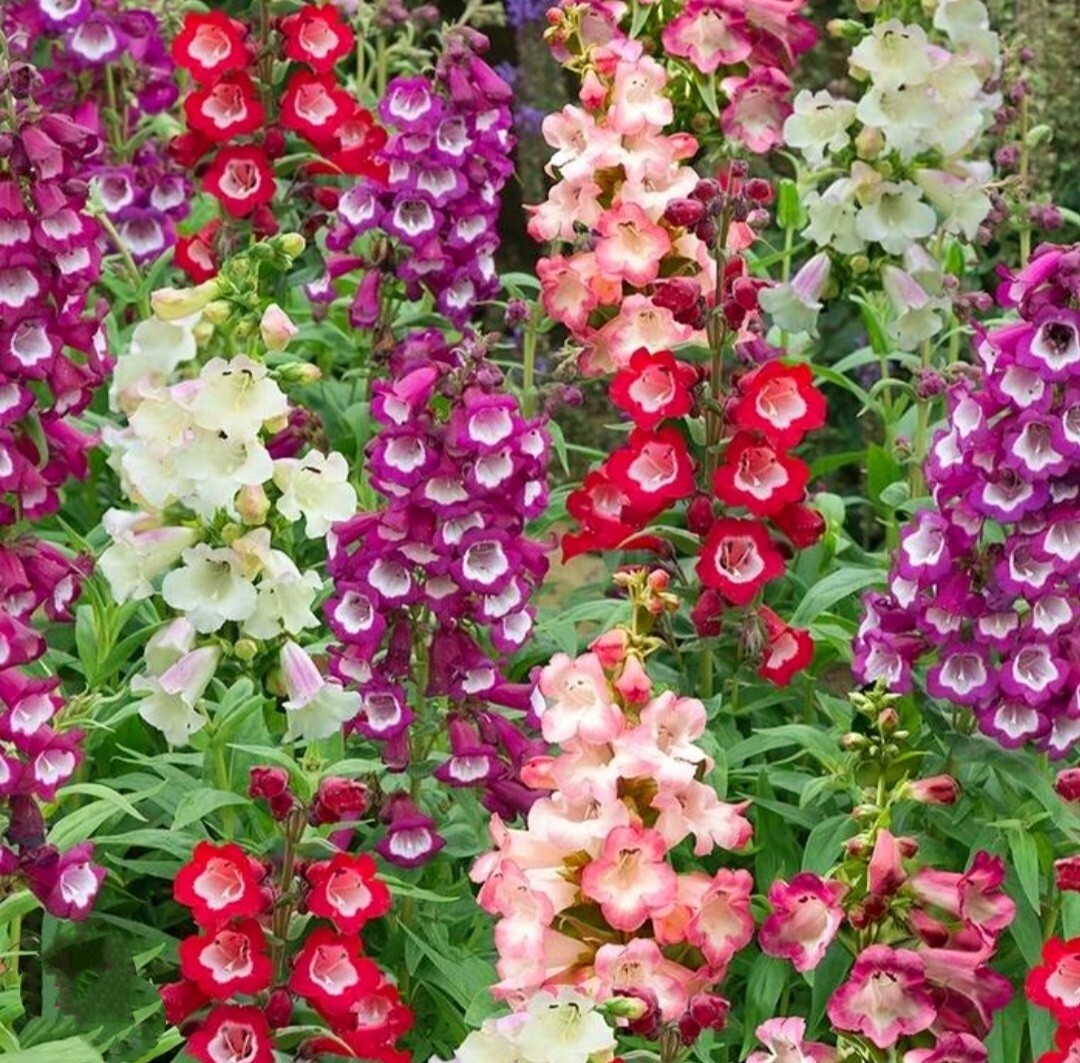850 Penstemon Native Seeds, Digitalis Husker Red – Hartwegii Sensation Flower