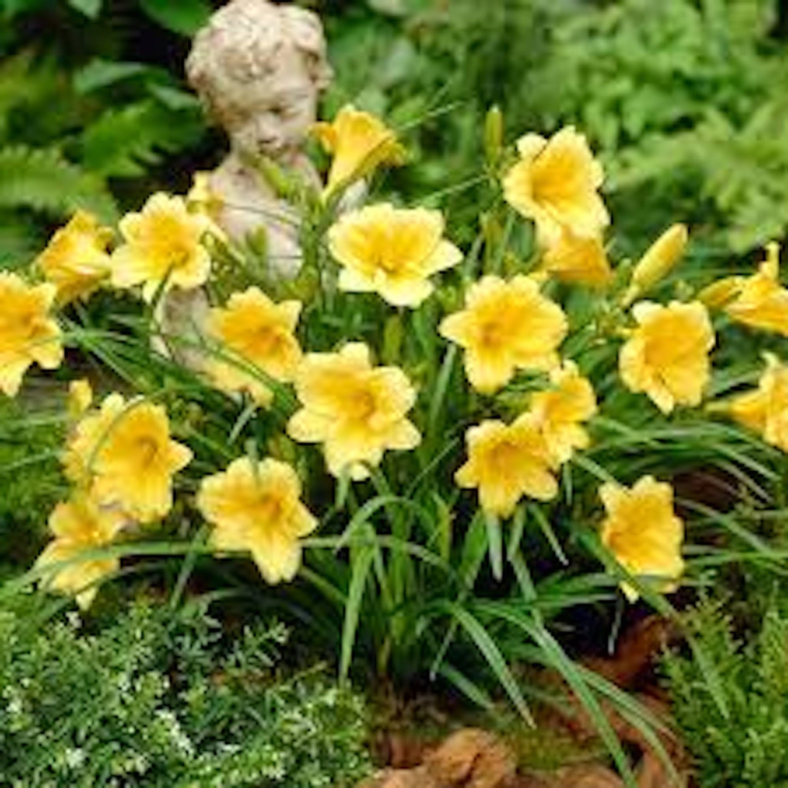 3 Stella de Oro Daylily Hemerocallis Golden Yellow Daylily Bare root