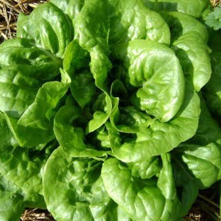1000+ Buttercrunch Butterhead Seeds Sweet, Heirloom NON-GMO Always Fresh Seeds