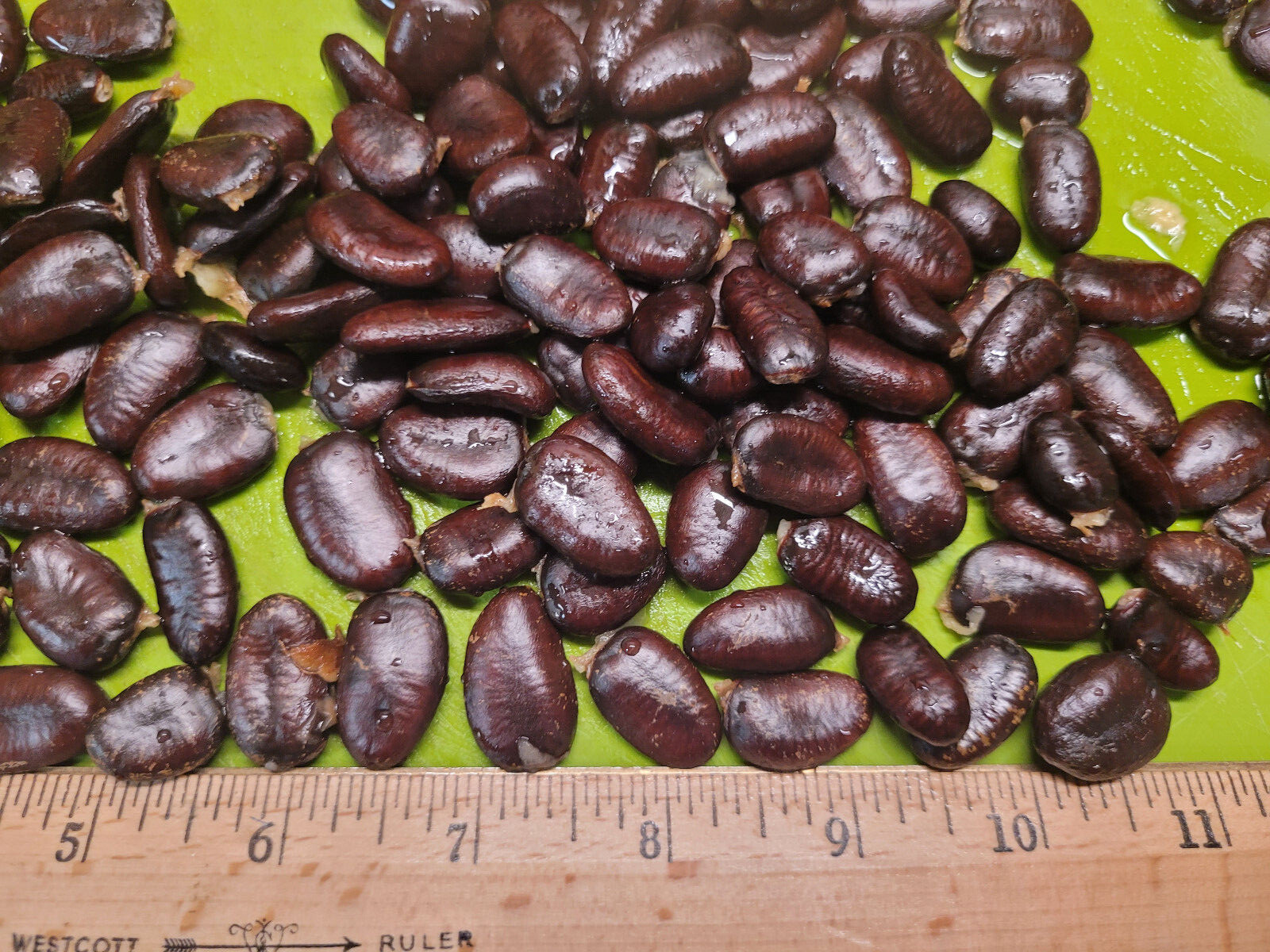 Paw Paw Seeds Asimina Triloba Organically Grown from Sept 2023 pawpaw tree seeds