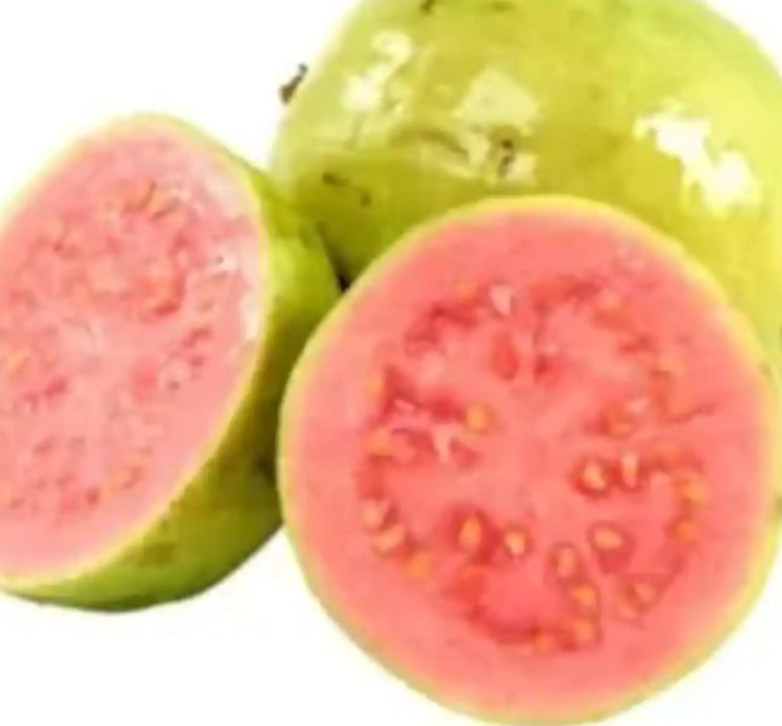 RARE GIANT GUAVA Fruit plant Tree 10 SEEDS – Combined Shipping ( USA seller )