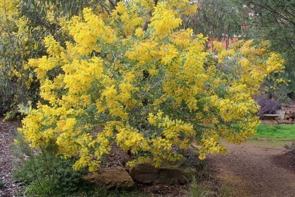 Acacia Podalyrifolia aka Queensland Silver Wattle 5 Seeds. Free Shipping!