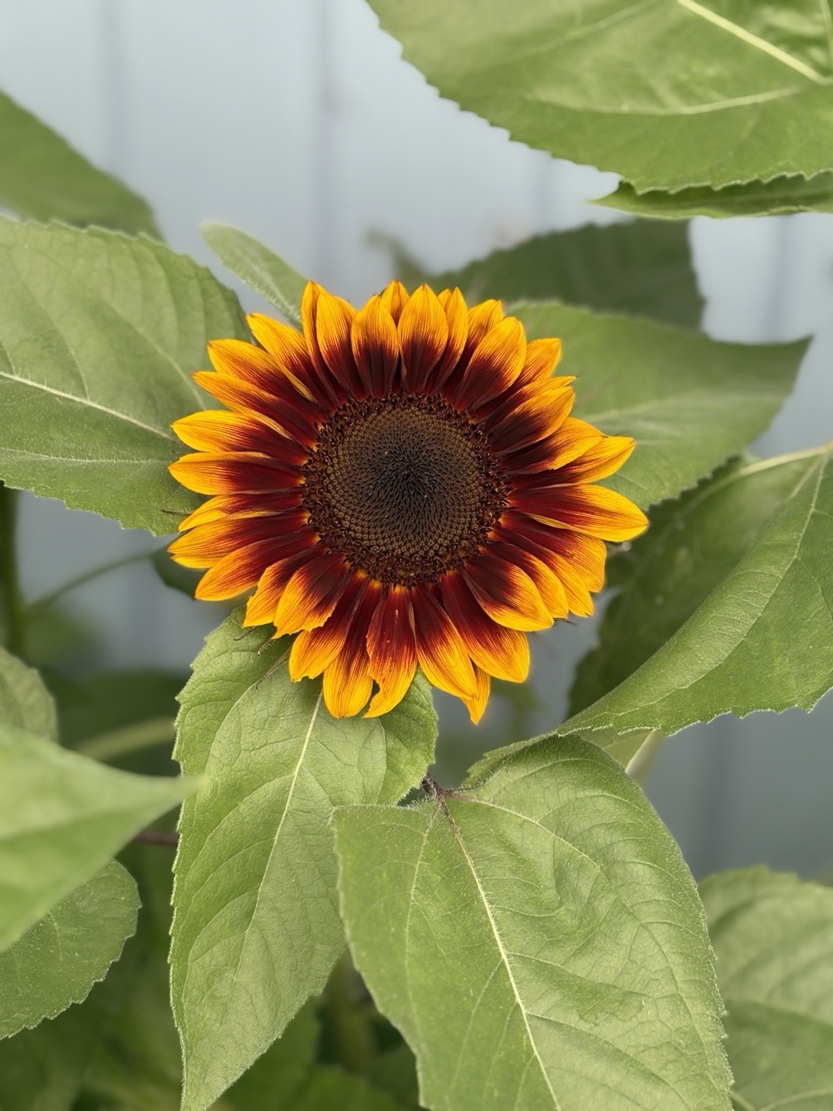 Beautiful Mix Of Shock O Lat & Ring Of Fire Sunflower Seeds 100