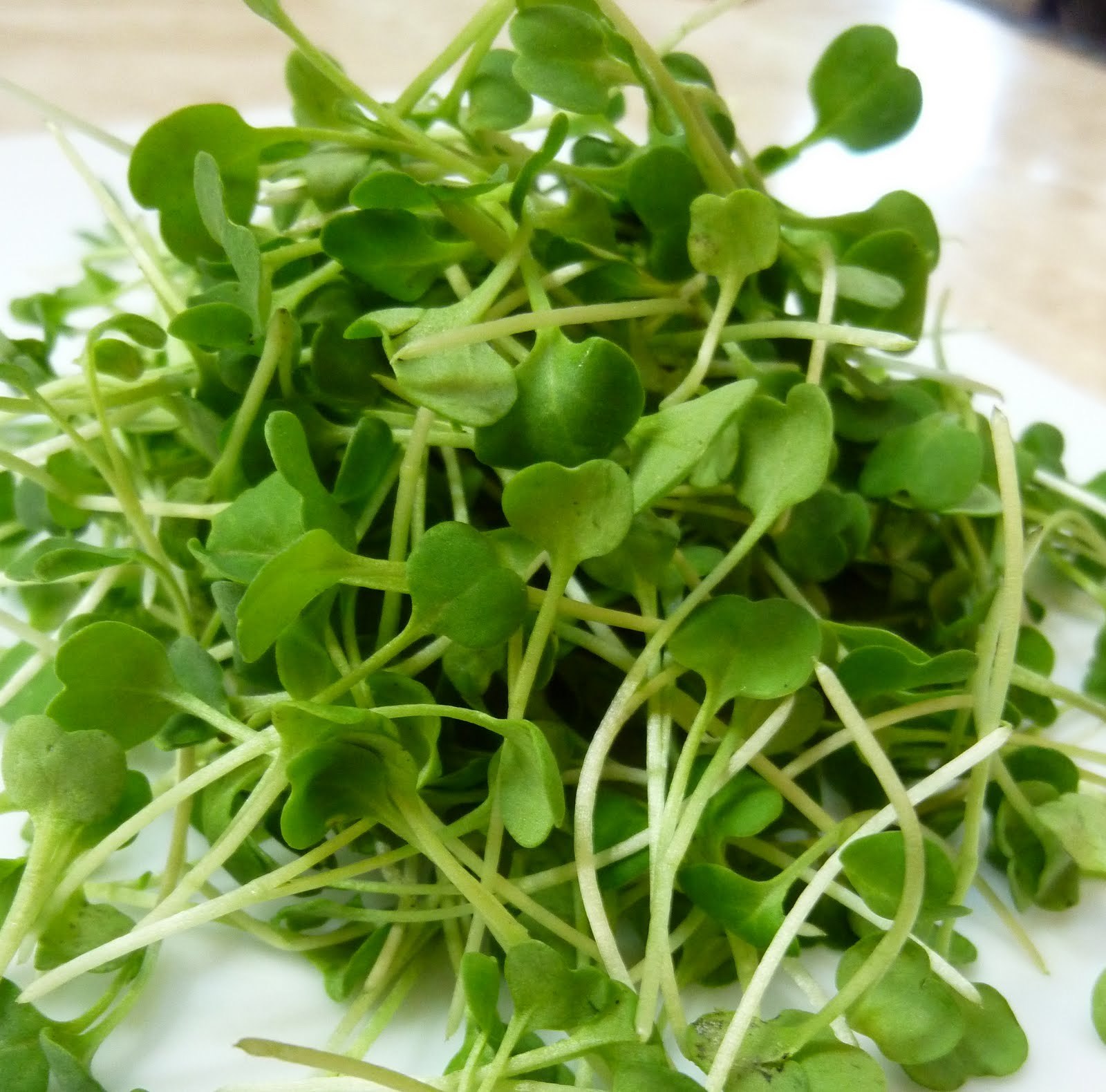 600+ARUGULA ROQUETTE Seeds Organic Spring Fall Garden Patio Containers Fast Easy