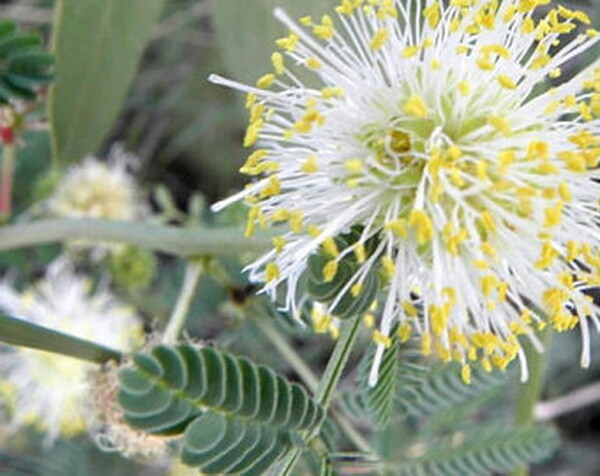 250 Illinois Bundleflower Seeds Mimosa Desmanthus Butterfly Host Plant