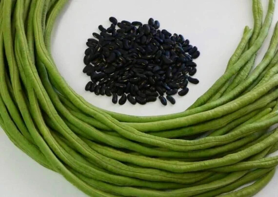 Kurosanjaku Japanese Yard Long Bean Seeds (25) / ORGANIC / HEAT TOLERANT / RARE