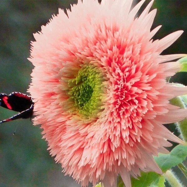 50pcs Pink Pooh Sunflower Seeds – Unique Pink Blooms, Non-GMO, Heirloom, Organic