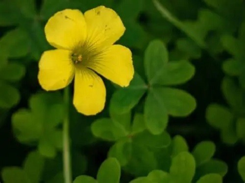 4 oz. Yellow Blossum Clover Seeds- Great food plot