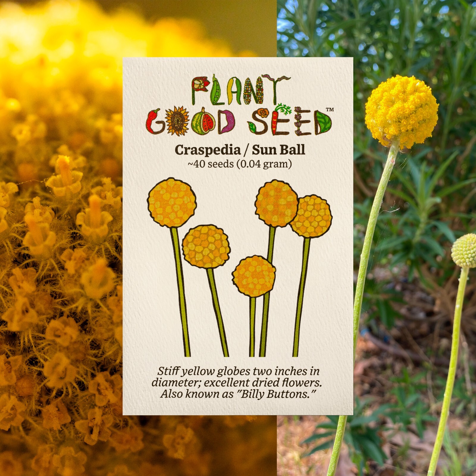 Billy Buttons (Craspedia Globosa) Seeds – 40 Seeds Certified Organic USA Grown