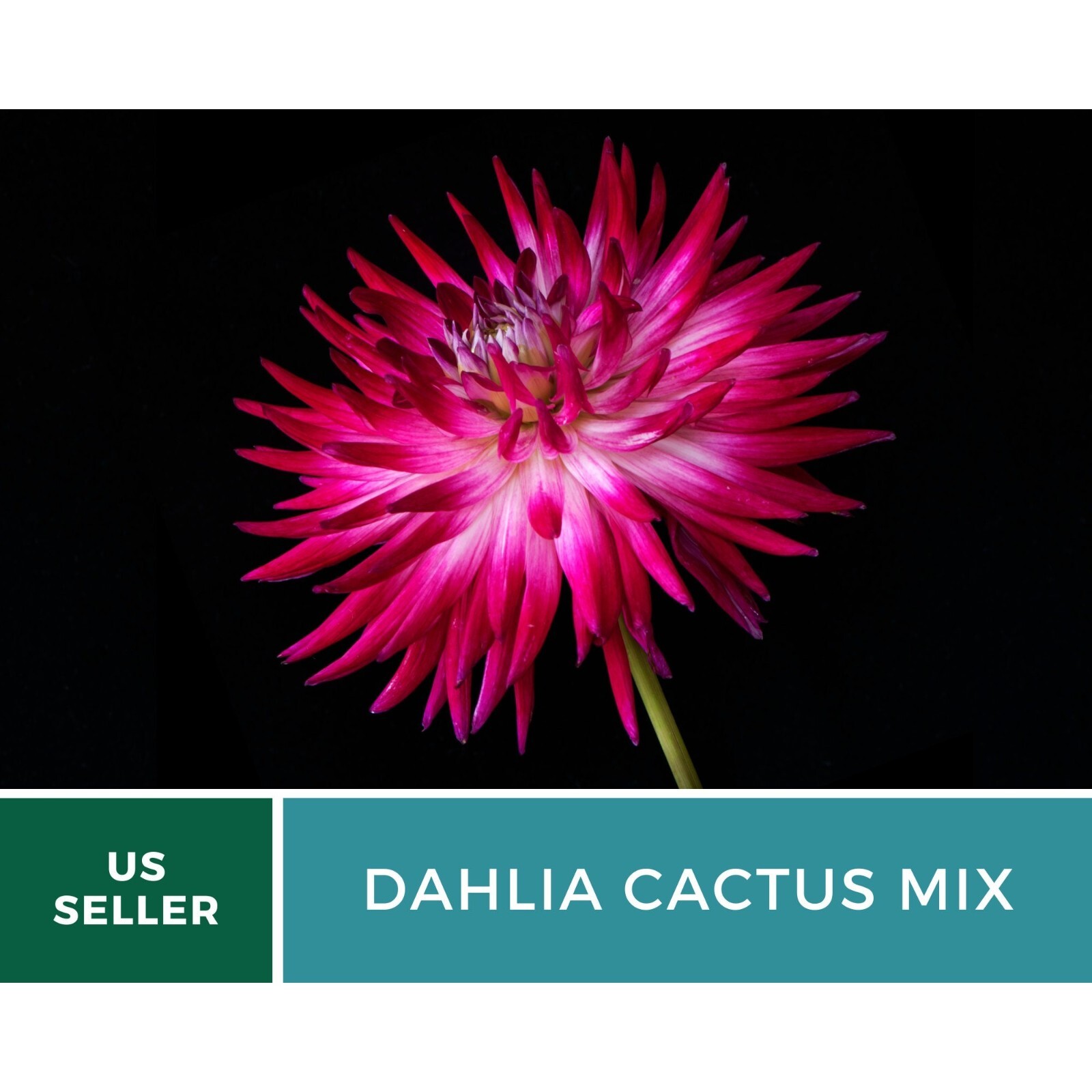 Dahlia, Cactus Mix – 25 Seeds – Stunning Blooms – Non GMO (Dahlia variabilis)