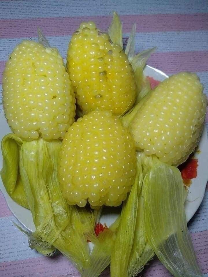 25+ BAP NEP NU SUA Round Shape Corn Seeds Waxy glutinous Corn Seeds Rare find Cu