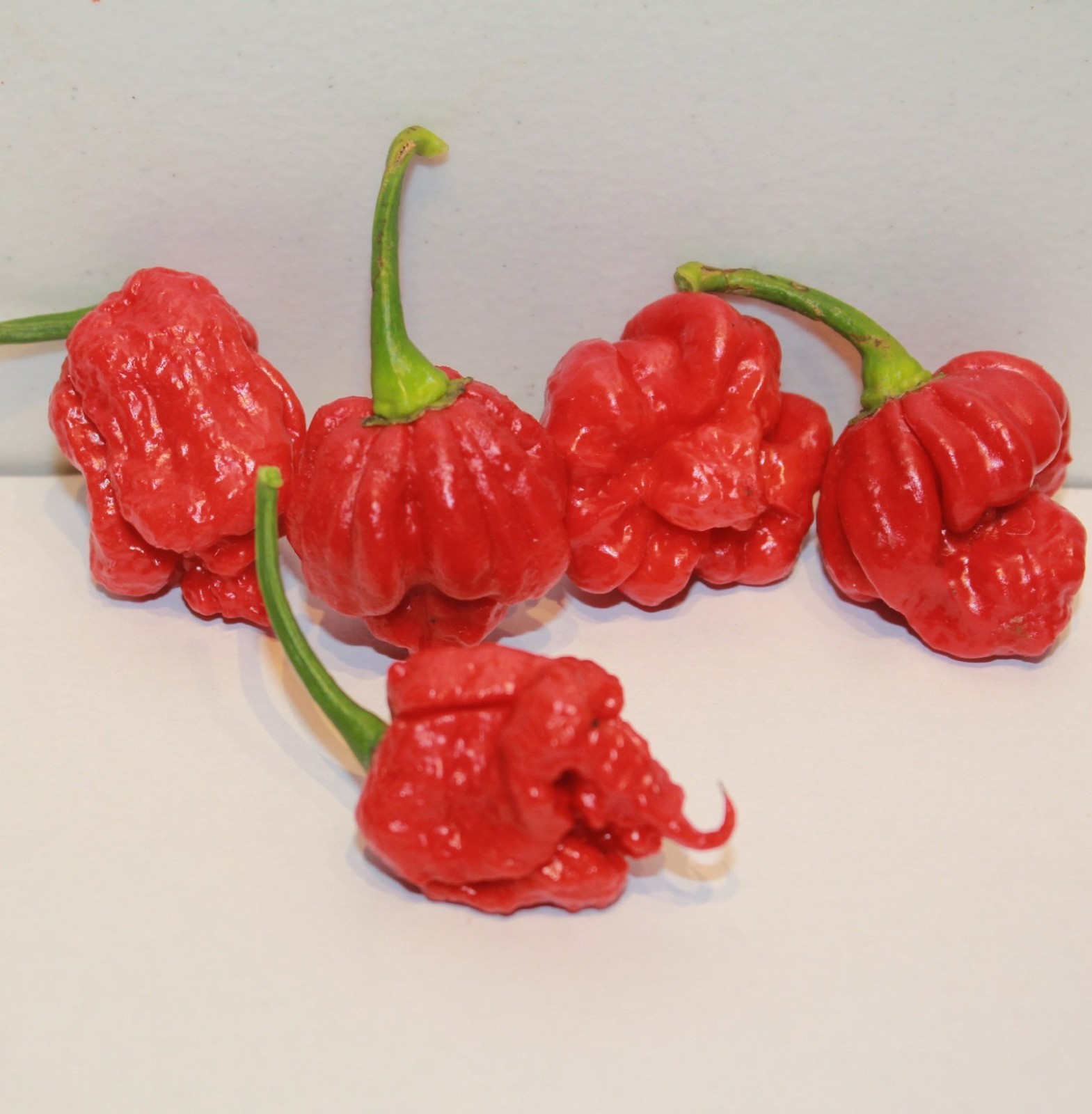 Scorpion Chili Peppers 10 Dried Trinidad Seed Pods Plus 2 Free, Hotter than G…