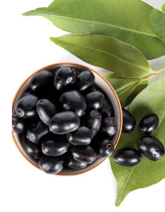 Jamun plant (Syzygium cumini) in Medium Coconut Coir Pot