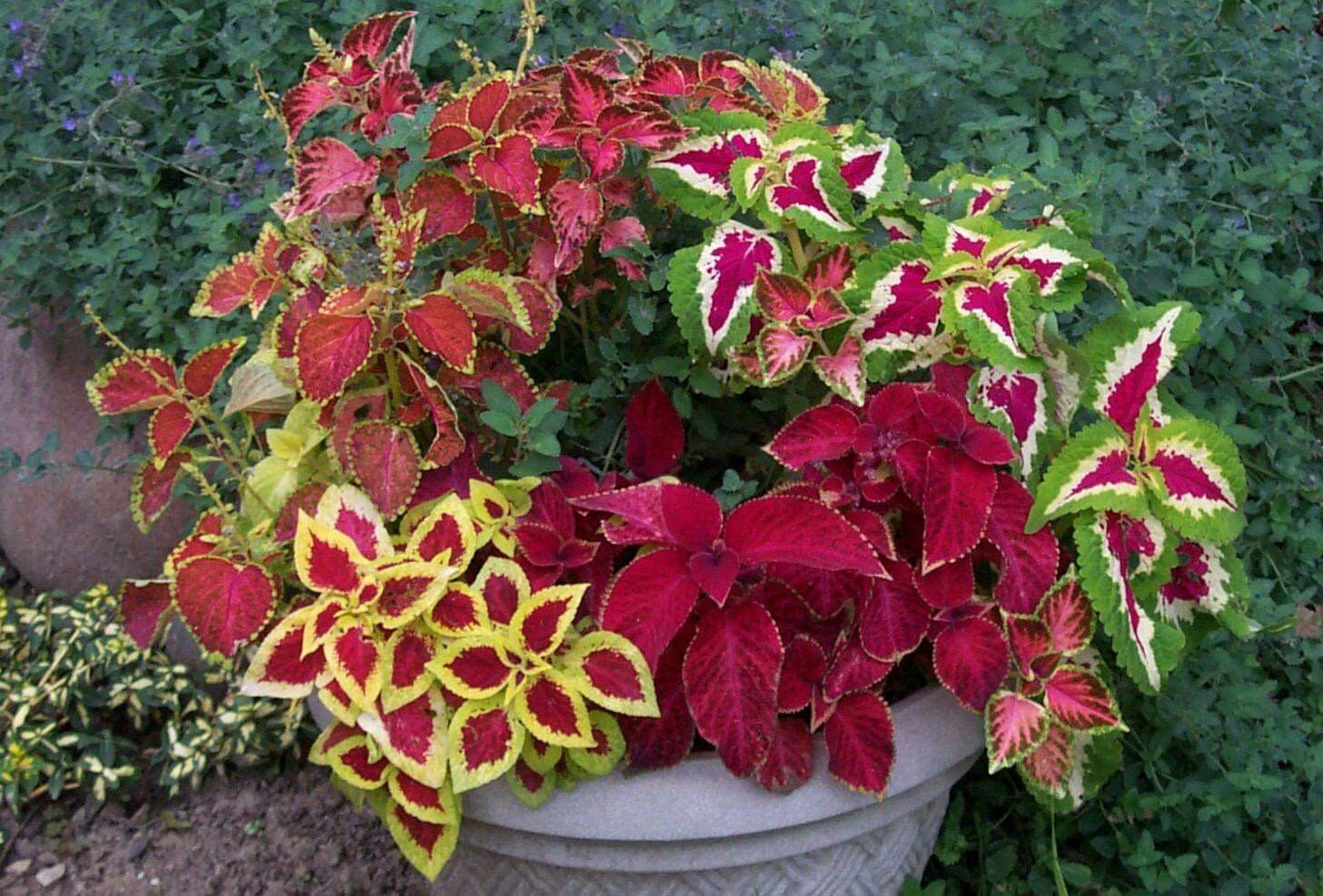 100+ SEEDS Coleus Rainbow Mix | Container friendly