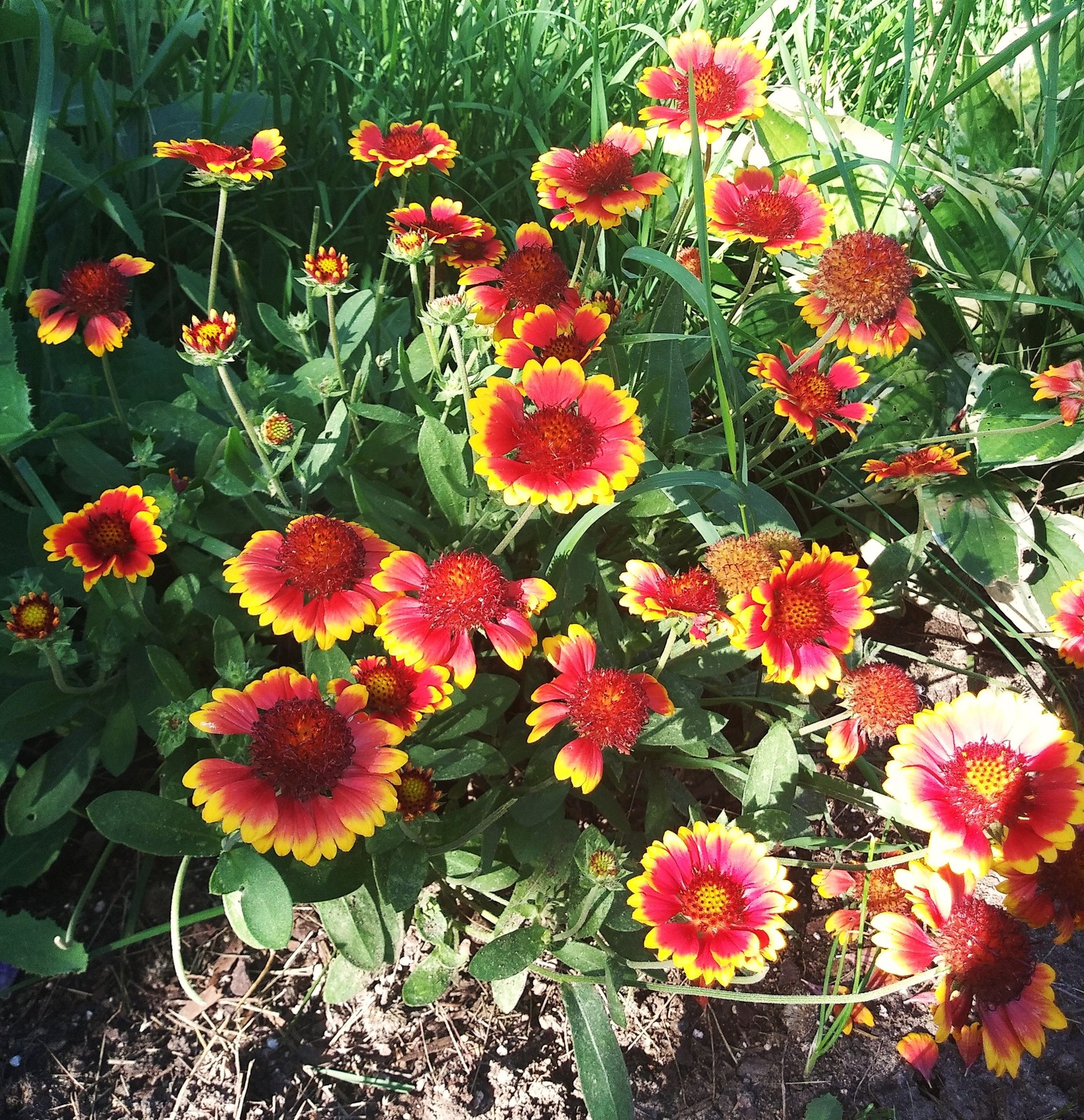 Perennial Blanket Flower Seeds – For 2025 Planting Gaillardia Aristata