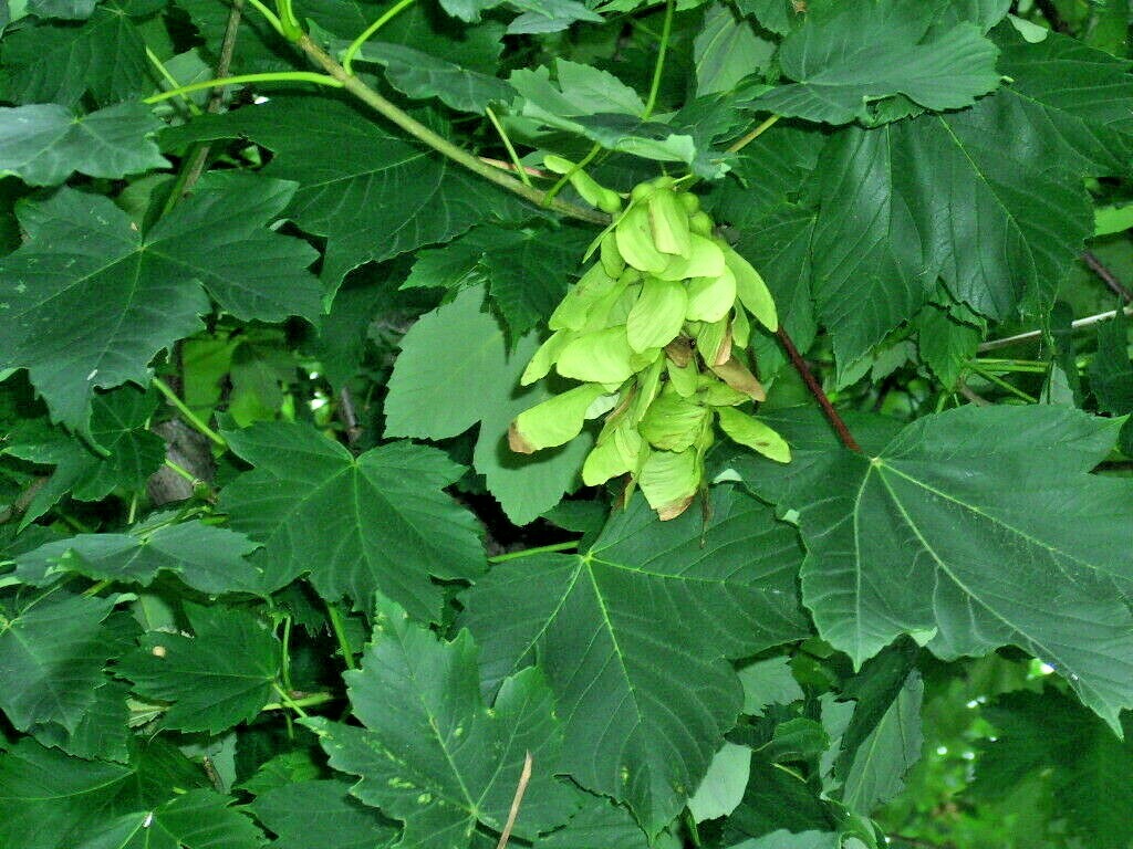 15 SYCAMORE MAPLE SEEDS – Acer pseudoplatanus