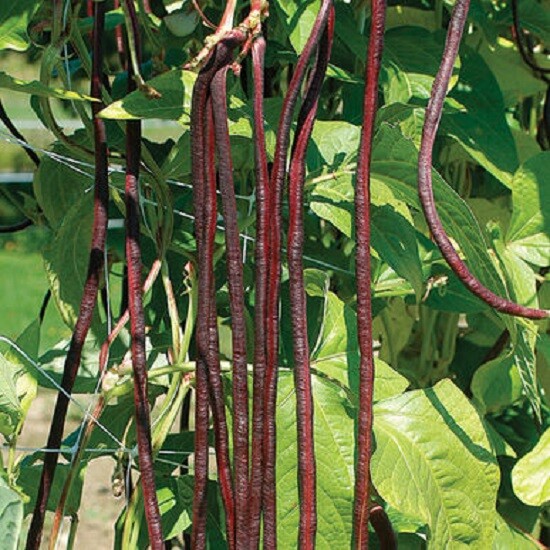 Red Noodle Pole Bean–1.5 oz approx 25 seeds–non GMO, 16-20 inch burgundy pods