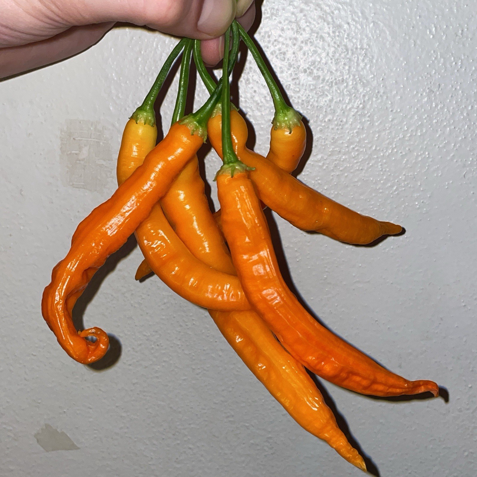 [AJI INCA BERRY XL ORANGE] SEEDS [ISOLATED]