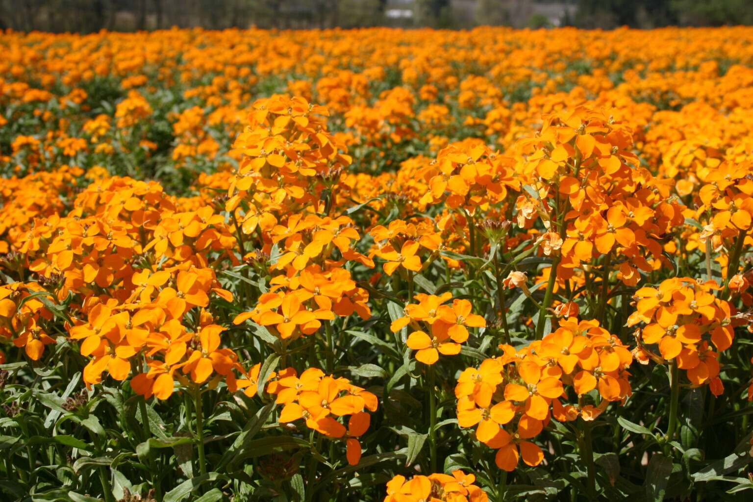 Siberian WALLFLOWER Seeds 1500+ HEIRLOOM Flower Seed Organic Heat Loving Drought