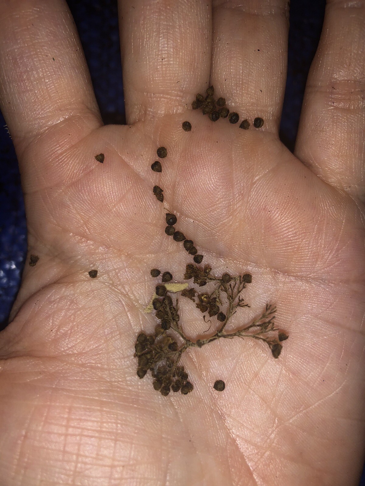Beauty Berry Plant Seeds 25 Count